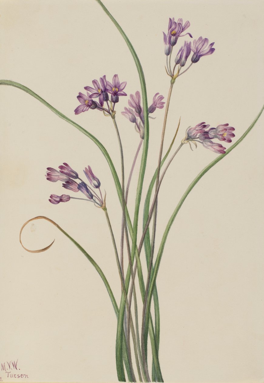 Jacinto Silvestre Brodiaea pulchella de Mary Vaux Walcott