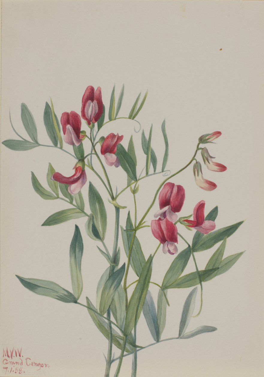 Guisante silvestre Lathyrus decaphyllus, 1938 de Mary Vaux Walcott