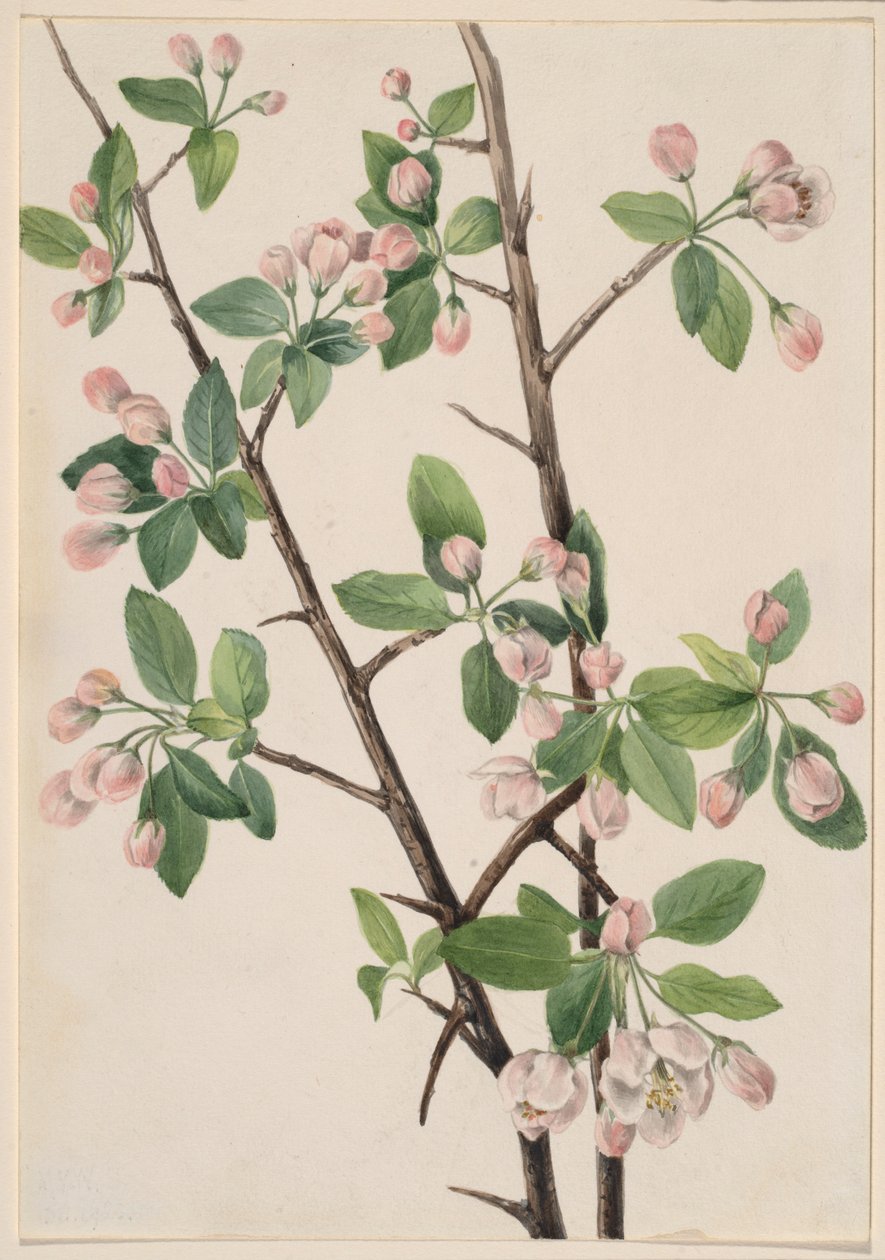 Cangrejo dulce silvestre (Malus coronaria) de Mary Vaux Walcott