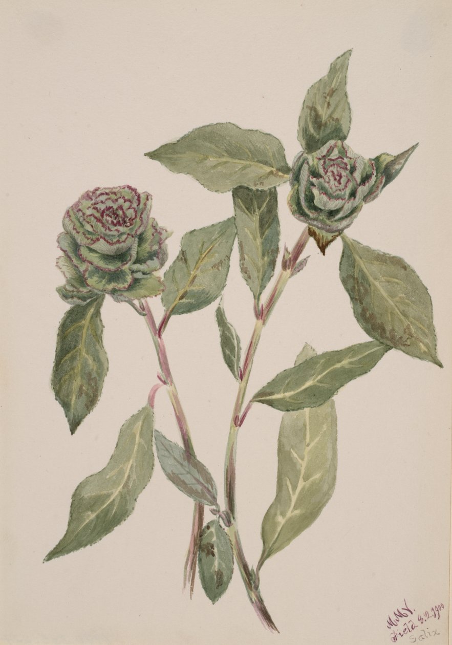 Sauce Salix, 1900 de Mary Vaux Walcott