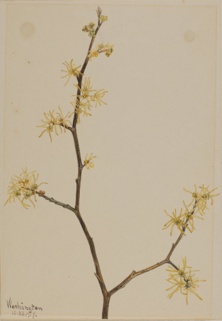 Hamamelis (Hamamelis virginiana) de Mary Vaux Walcott