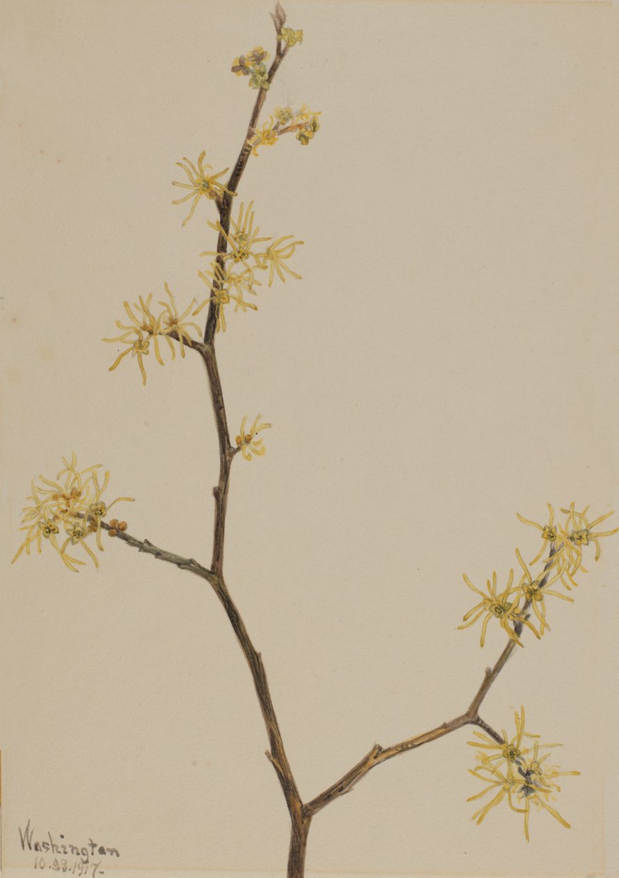 Hamamelis virginiana, 1917 de Mary Vaux Walcott