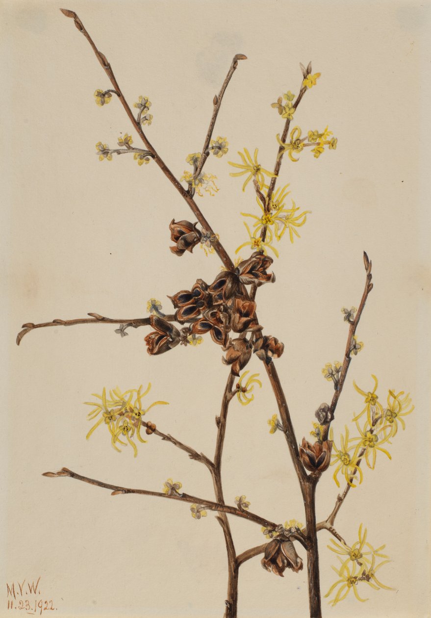 Hamamelis (Hamamelis virginiana) de Mary Vaux Walcott