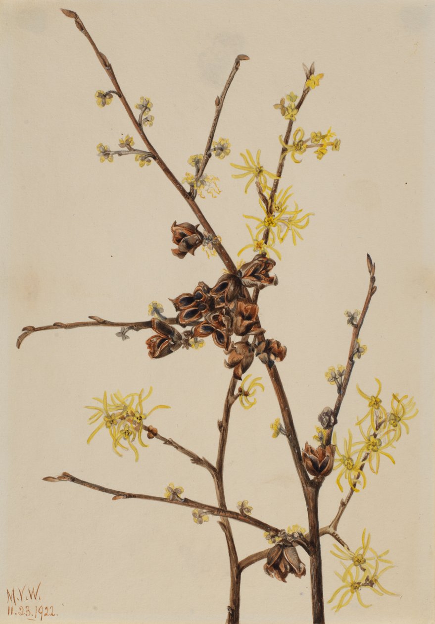 Hamamelis virginiana, 1922 de Mary Vaux Walcott