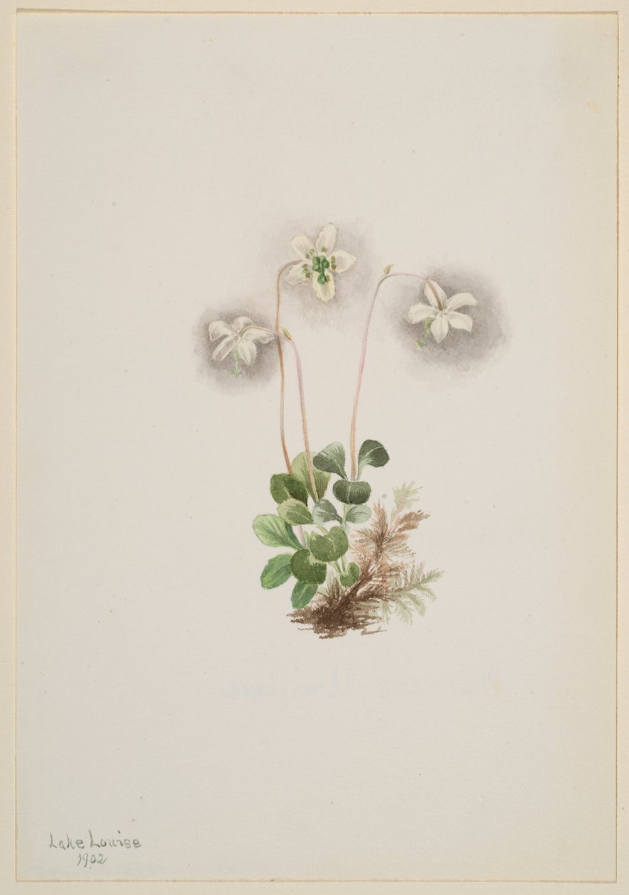 Wood-Nymph (Moneses uniflora) de Mary Vaux Walcott