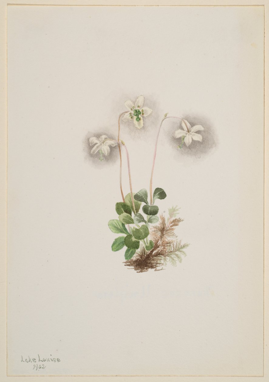Ninfa del bosque Moneses uniflora de Mary Vaux Walcott