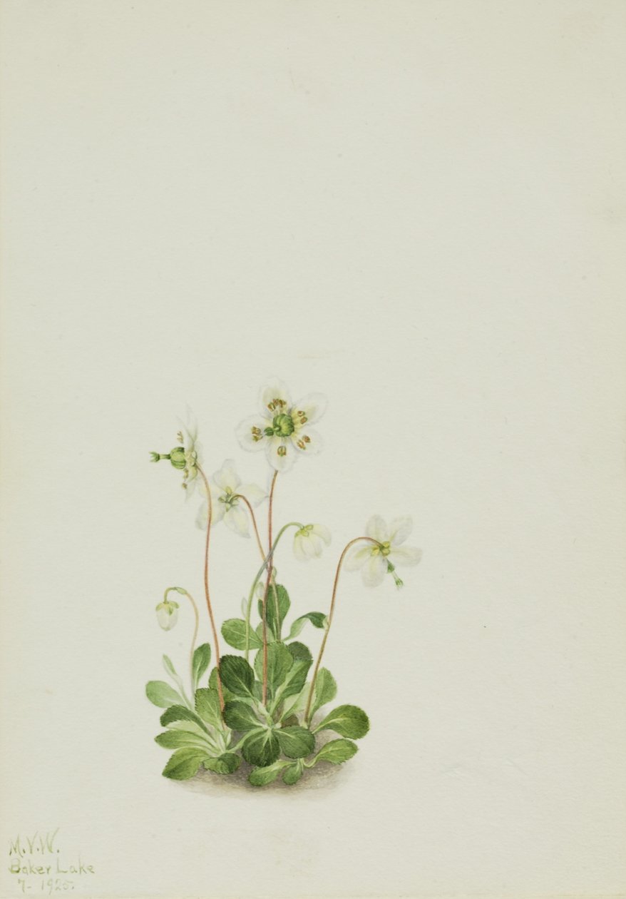Wood Nymph (Moneses uniflora) de Mary Vaux Walcott