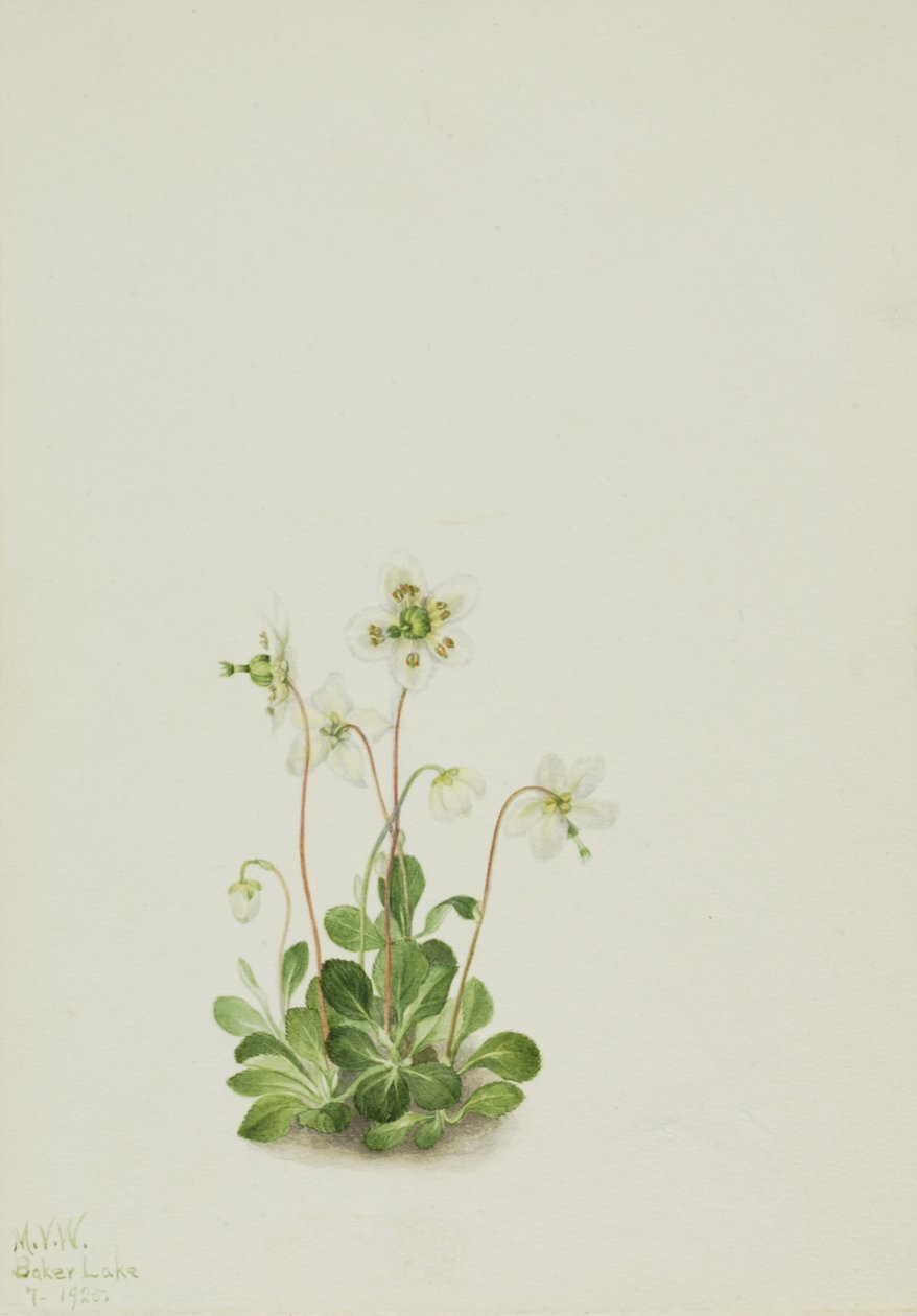 Ninfa del bosque Moneses uniflora, 1925 de Mary Vaux Walcott