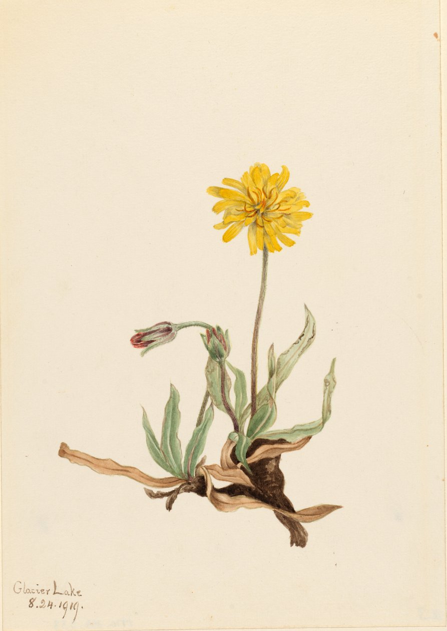 Agoseris lanuda (Agoseris villosa) de Mary Vaux Walcott