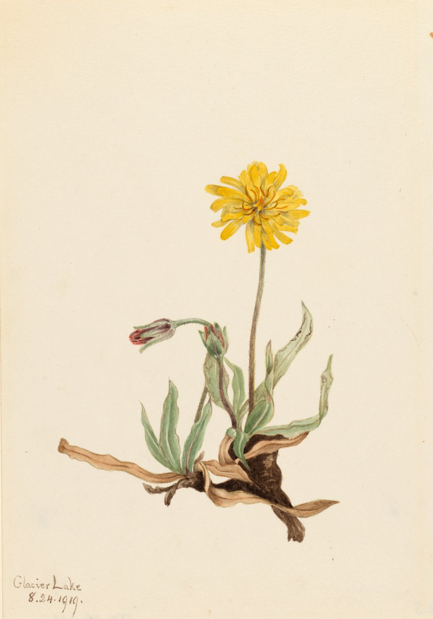 Agoseris villosa, 1919 de Mary Vaux Walcott
