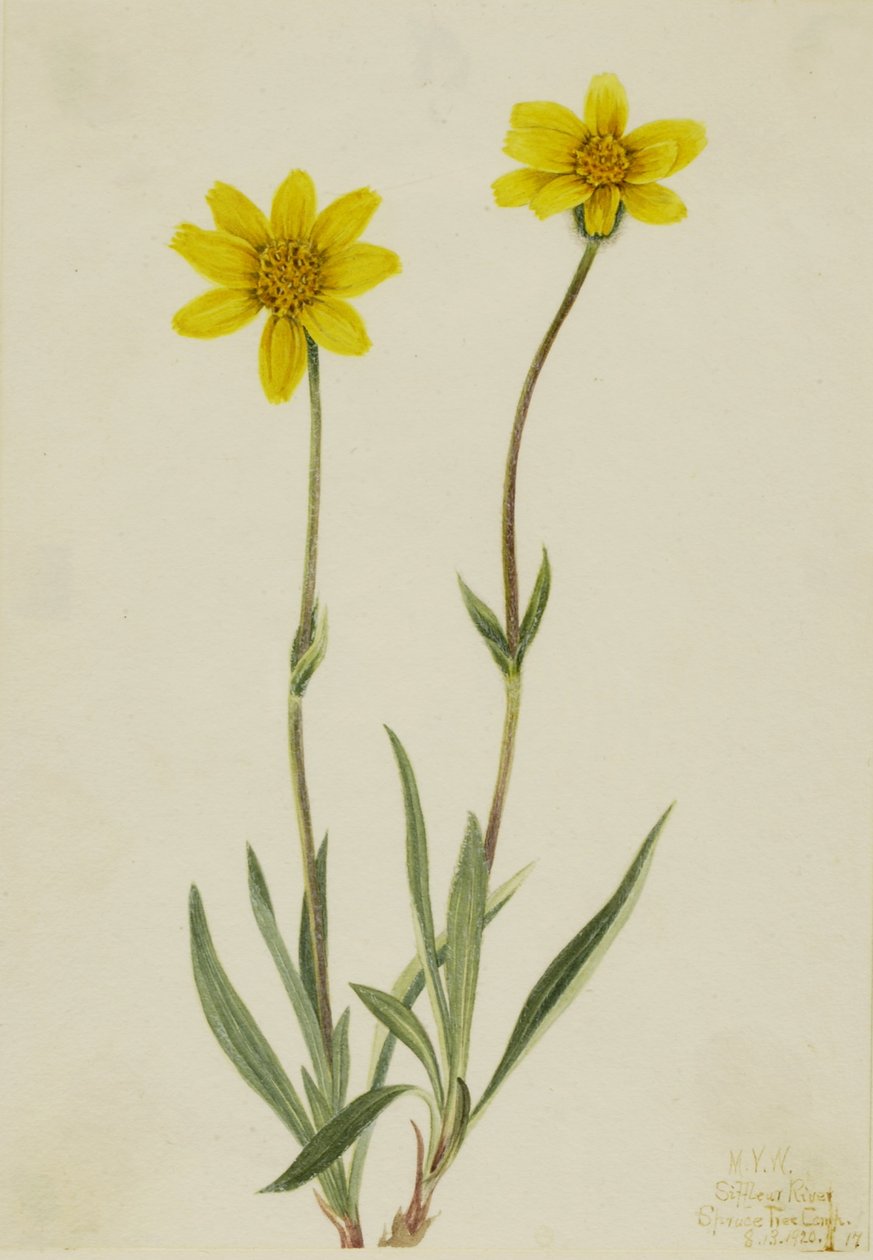 Árnica lanuda (Arnica tomentosa) de Mary Vaux Walcott