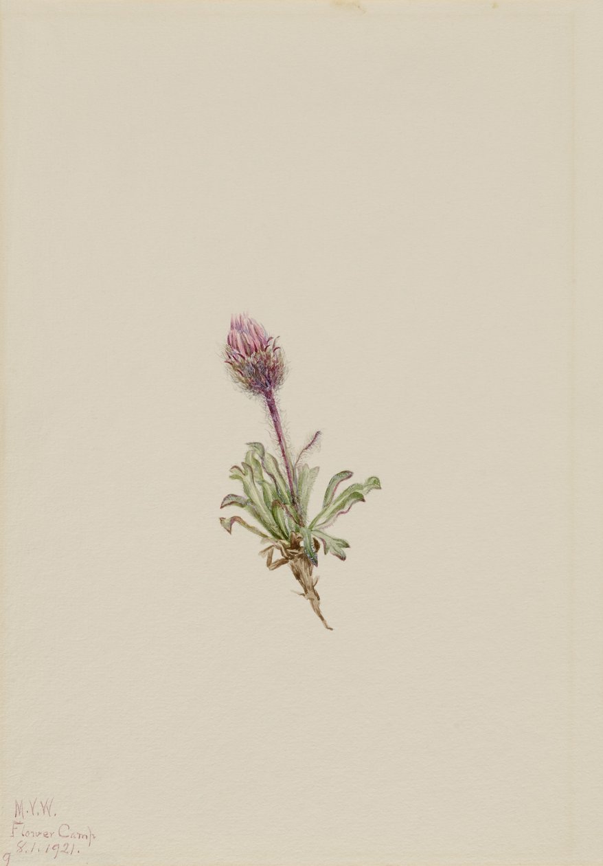 Flor de lana (Erigeron lanatus) de Mary Vaux Walcott