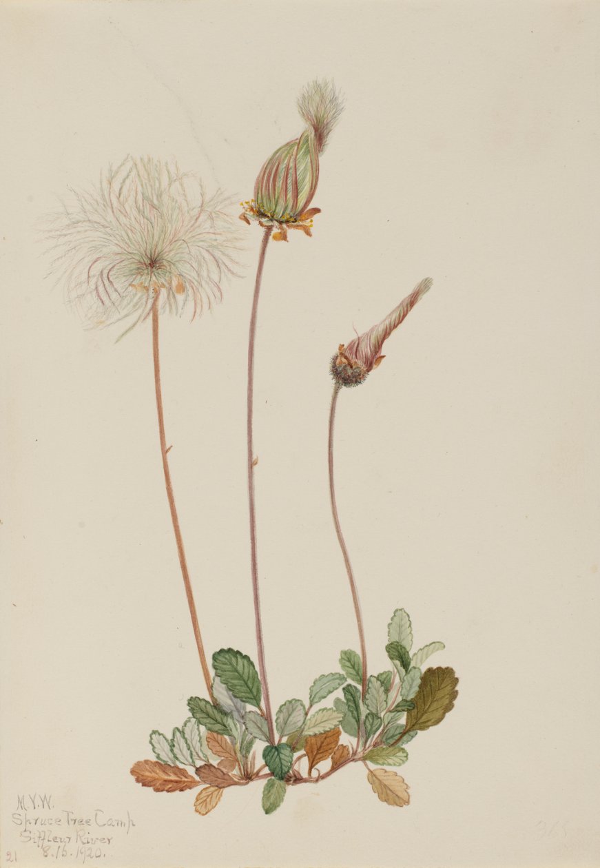 Dríade amarilla (fruto) (Dryas drummondii) de Mary Vaux Walcott