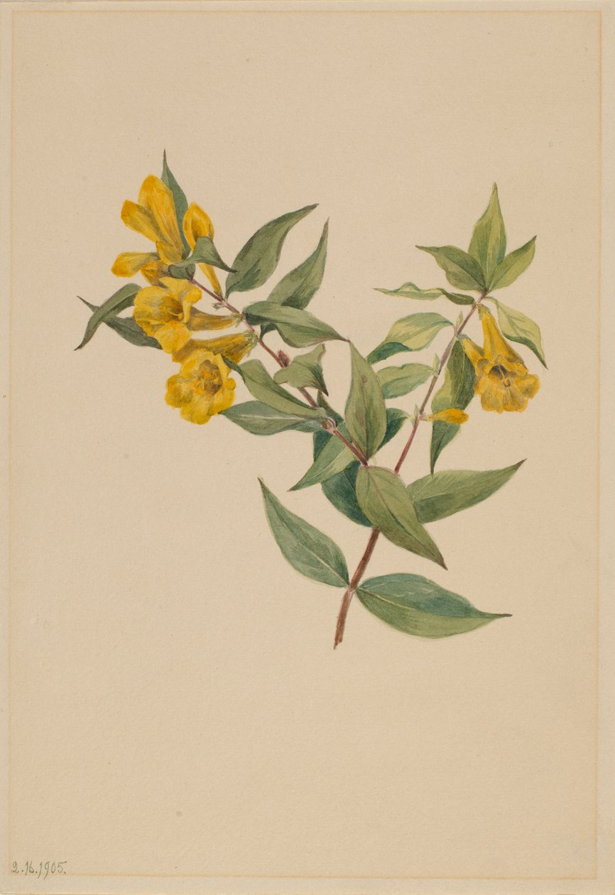 Jazmín amarillo (Gelsemium sempervirens) de Mary Vaux Walcott