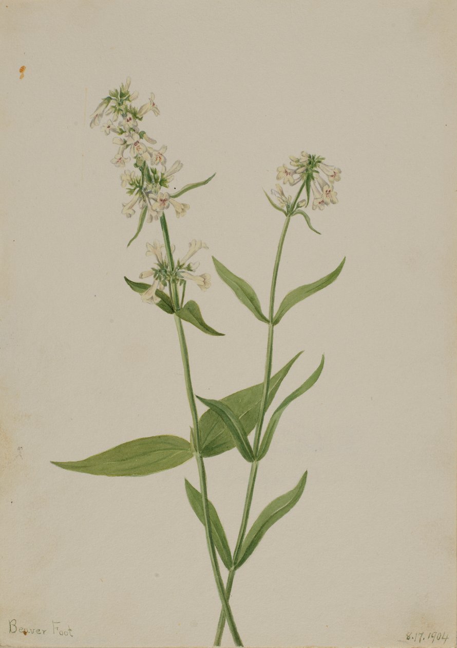 Pentstemon amarillo (Pentstemon confertus) de Mary Vaux Walcott