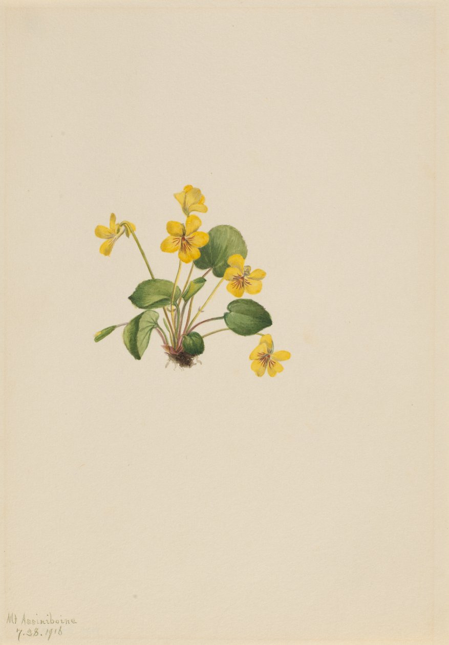 Violeta amarilla (Viola orbiculata) de Mary Vaux Walcott