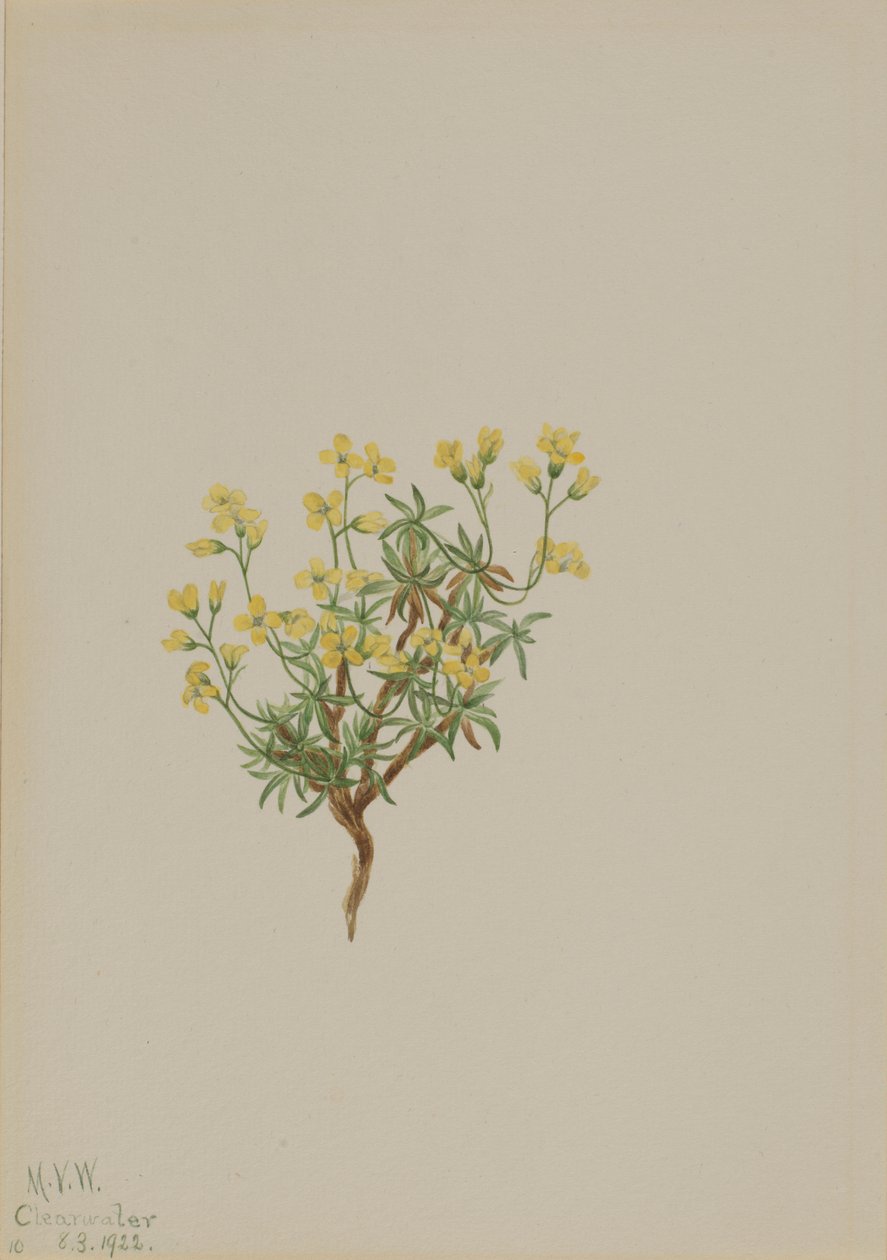 Hierba del sauce amarillo de Mary Vaux Walcott