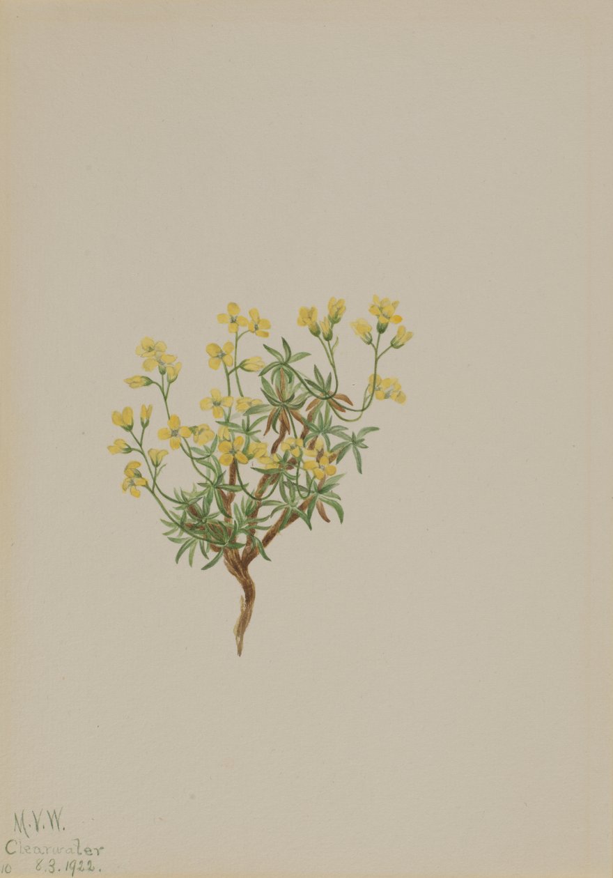 Hierba de Sauce Amarillo, 1922 de Mary Vaux Walcott