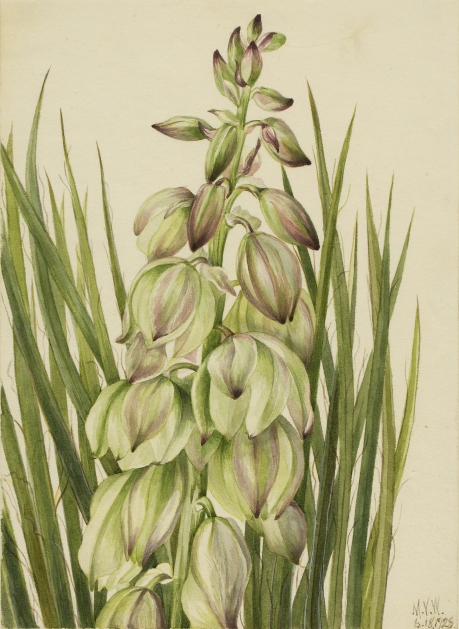 Yuca (Yucca baileyi) de Mary Vaux Walcott
