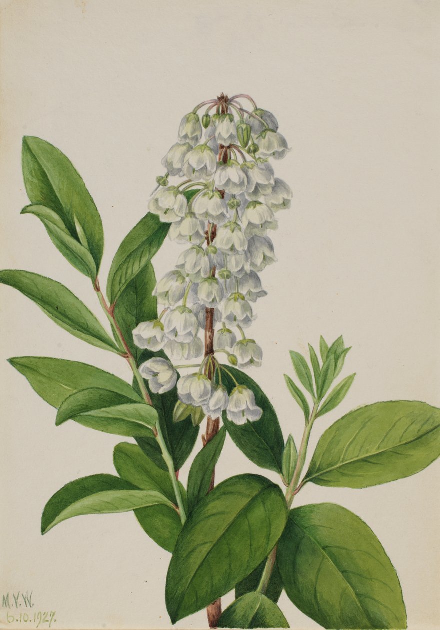 Zenobia Zenobia cassinifolia, 1927 de Mary Vaux Walcott