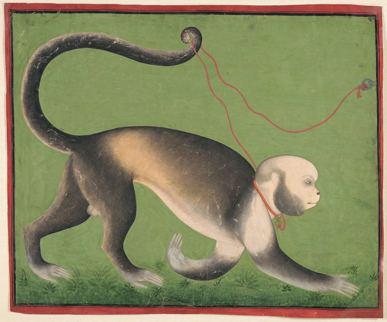 Retrato monumental de un mono, c.1705-10 (acuarela opaca y oro sobre papel) de Master Stipple