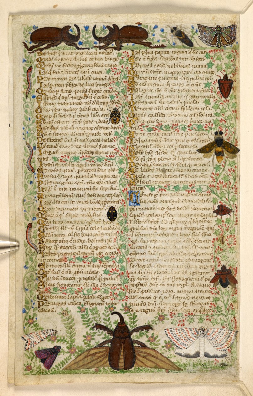 Agregar. 28841, f.4v: Polillas y escarabajos cornudos, de un Tratado sobre las virtudes y los vicios, y una historia en prosa anónima de Sicilia (fragmento), c.1330-40 (vitela) de Master of the Cocharelli Codex