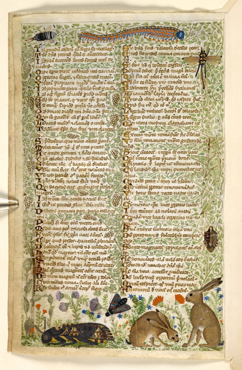 Agregar. 28841, f.6v: Conejos e insectos, incluida una oruga, una libélula y una polilla, de un Tratado sobre las virtudes y los vicios, y una historia en prosa anónima de Sicilia (fragmento), c.1330-40 (vitela) de Master of the Cocharelli Codex