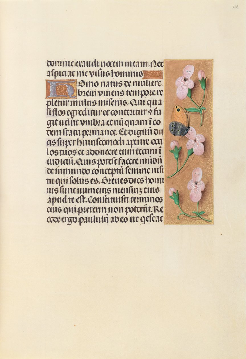 Horas de la Reina Isabel la Católica, Reina de España: Fol. 238r de Master of the First Prayerbook of Maximillian