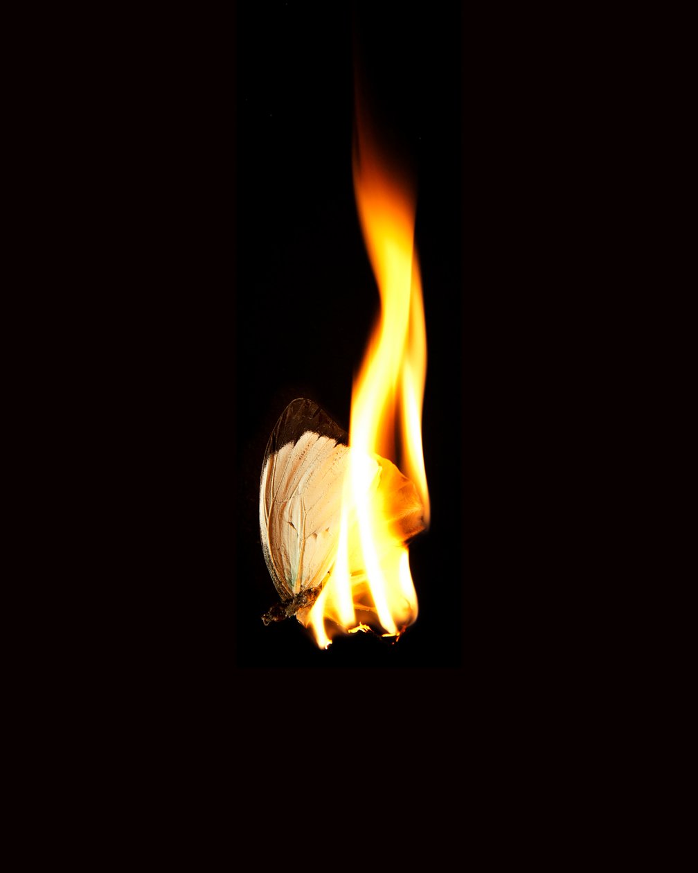 Burning Butterfly 11, 2013 (impresión Lambda) de Mat Collishaw