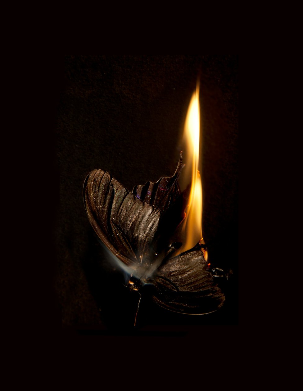Burning Butterfly 13, 2013 (impresión Lambda) de Mat Collishaw