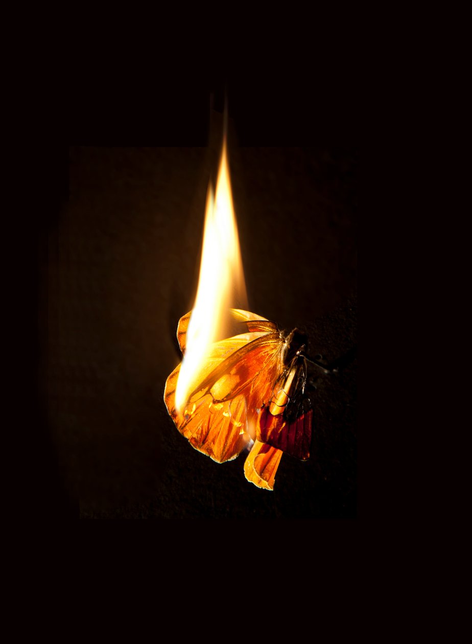 Burning Butterfly 17, 2013 (impresión Lambda) de Mat Collishaw