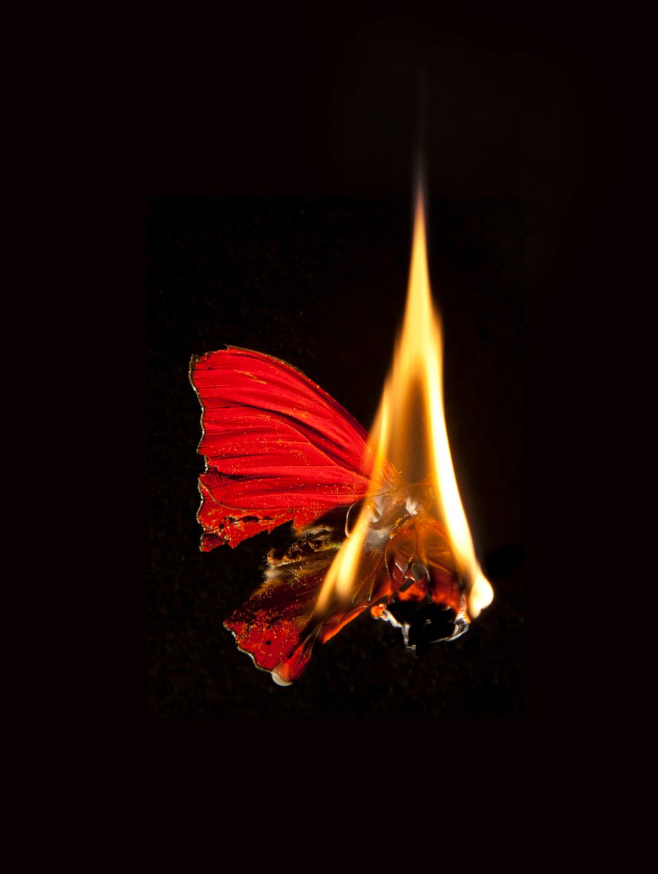Burning Butterfly 18, 2013 (impresión Lambda) de Mat Collishaw