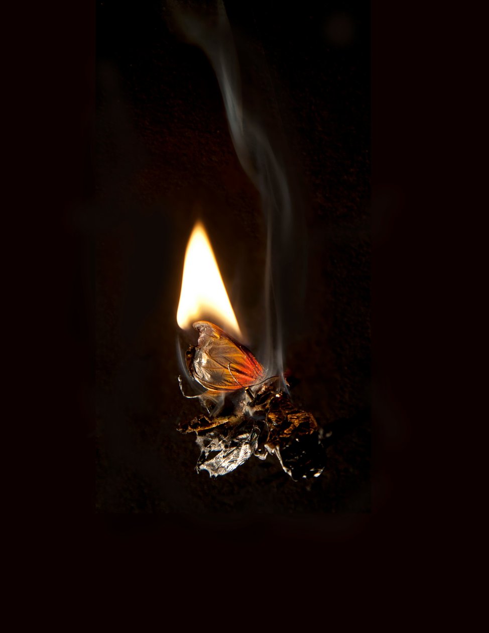 Burning Butterfly 19, 2013 (impresión Lambda) de Mat Collishaw