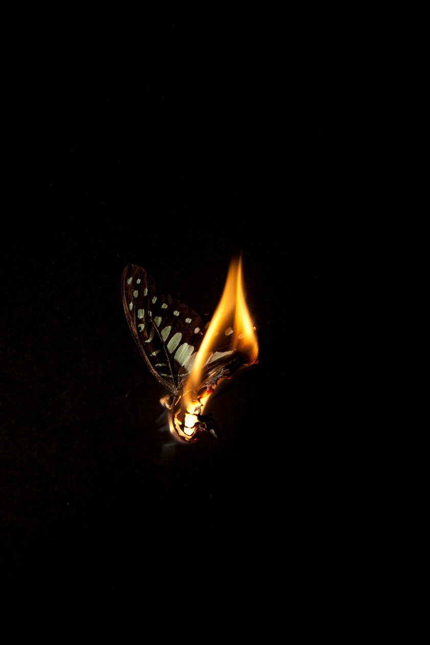 Burning Butterfly 1, 2013 (impresión Lambda) de Mat Collishaw
