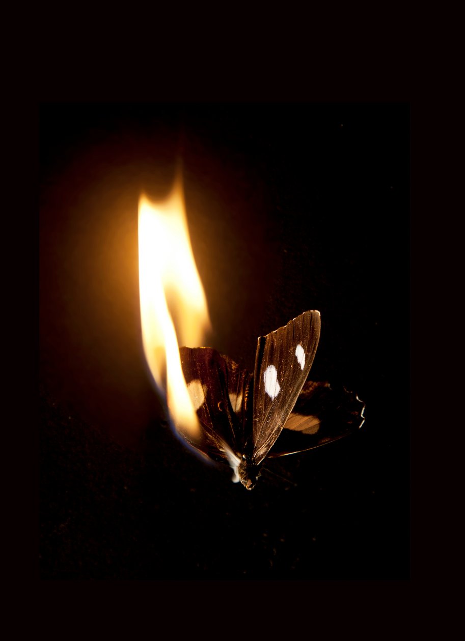 Burning Butterfly 21, 2013 (impresión Lambda) de Mat Collishaw