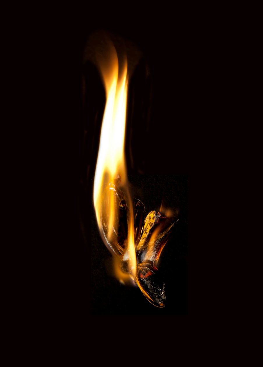 Burning Butterfly 2, 2013 (impresión Lambda) de Mat Collishaw