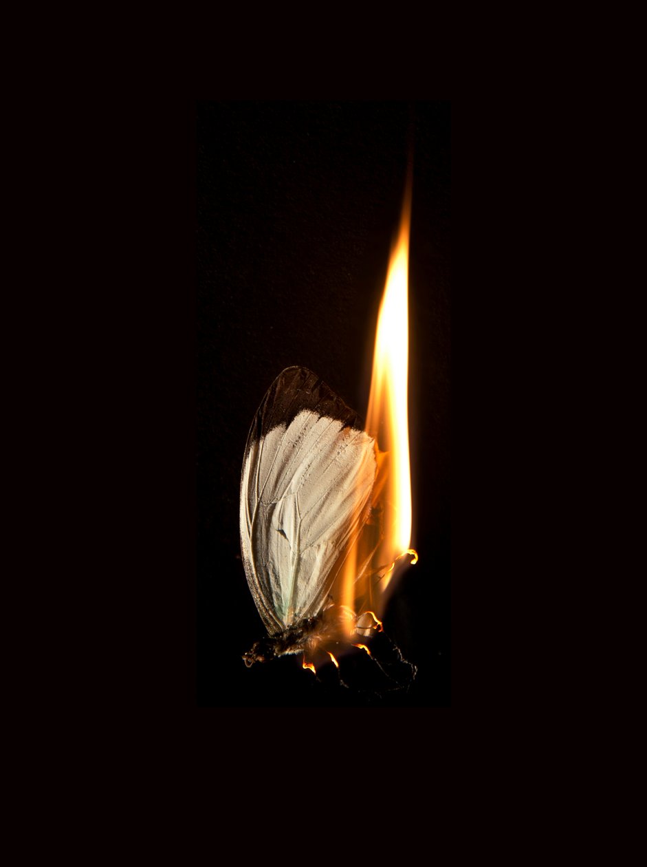 Burning Butterfly 2, 2013 (impresión Lambda) de Mat Collishaw