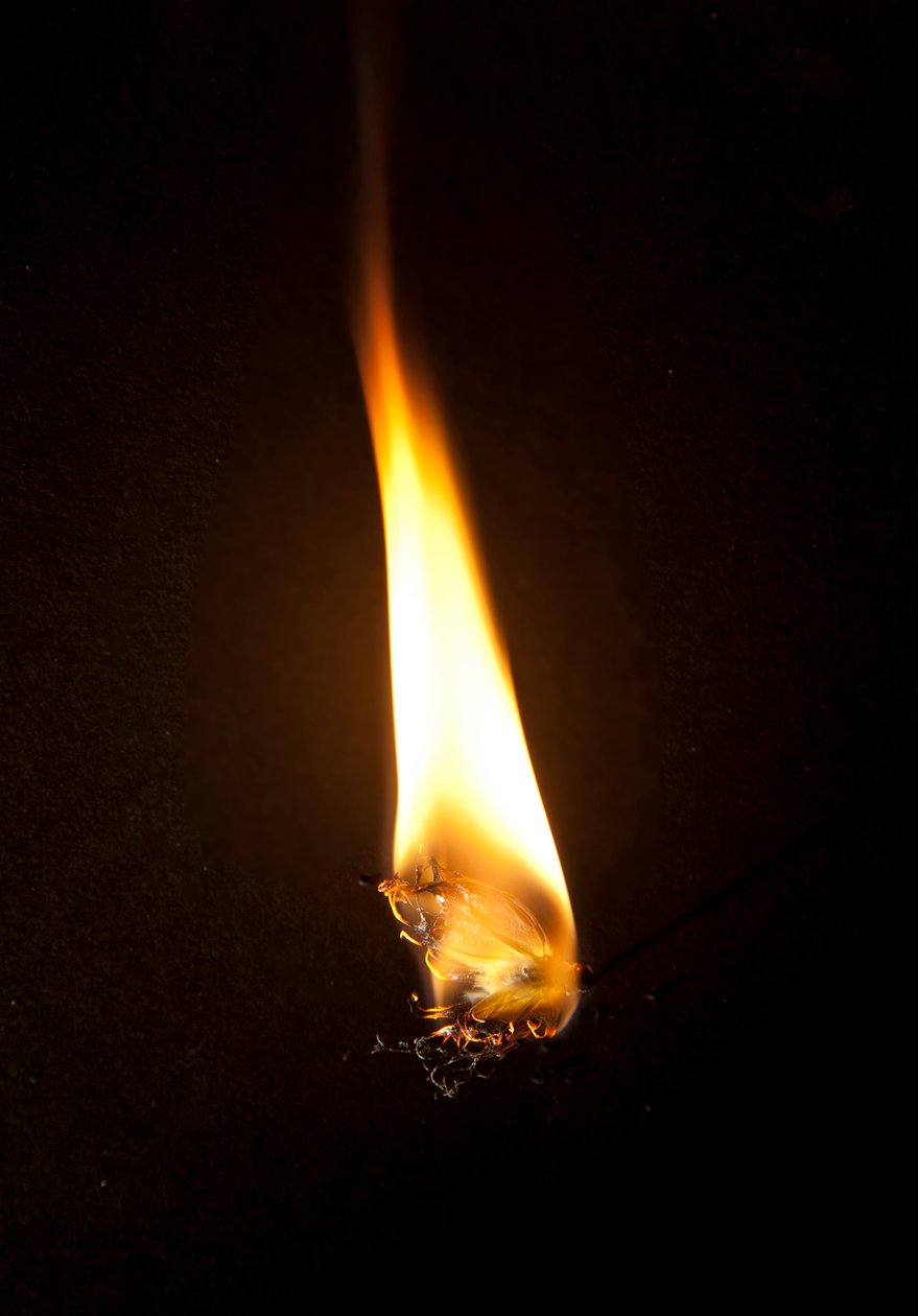 Burning Butterfly 3, 2013 (impresión Lambda) de Mat Collishaw