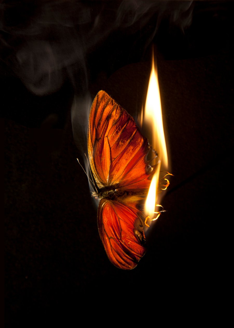 Burning Butterfly 4, 2013 (impresión Lambda) de Mat Collishaw