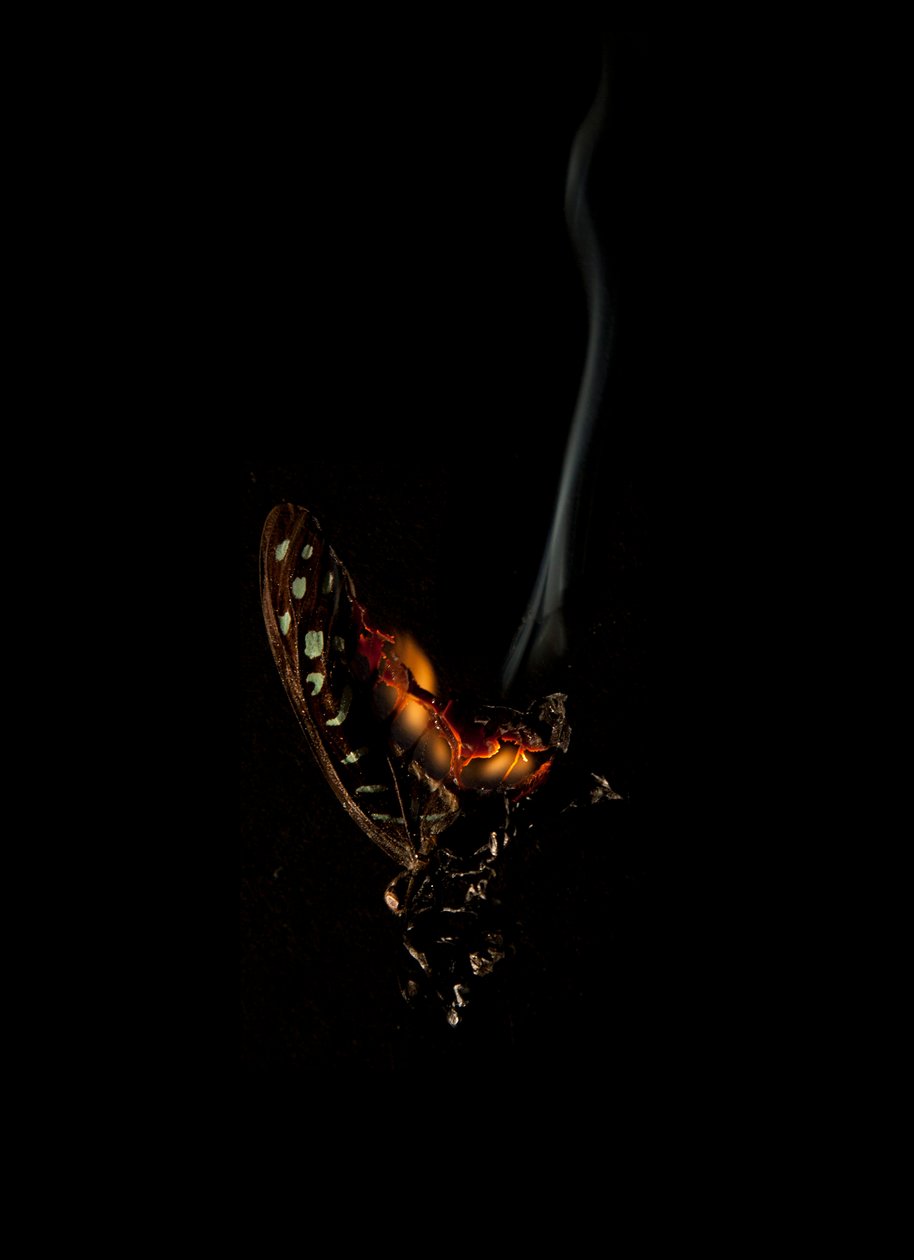 Burning Butterfly 5, 2013 (impresión Lambda) de Mat Collishaw