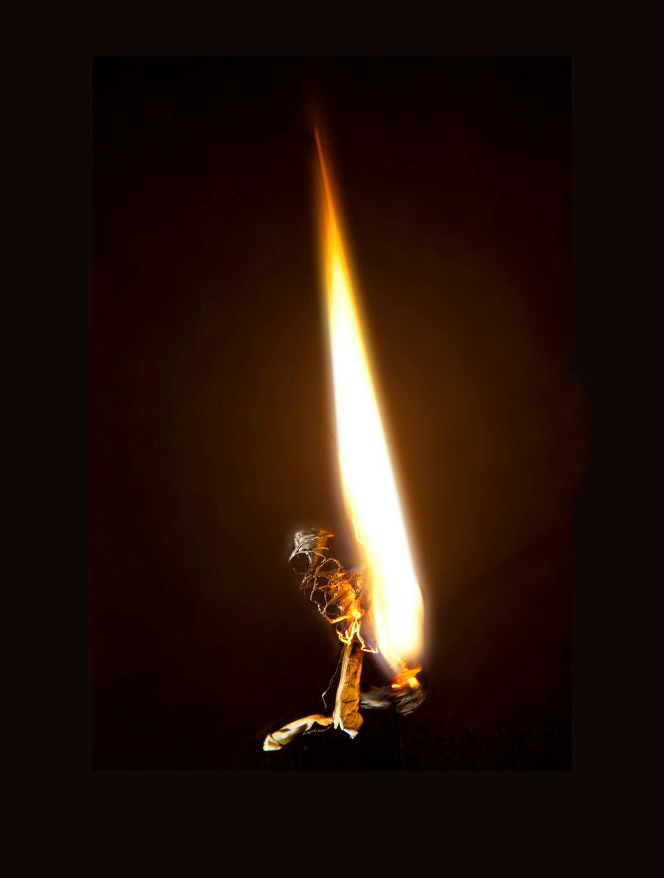 Burning Butterfly 8, 2013 (impresión Lambda) de Mat Collishaw