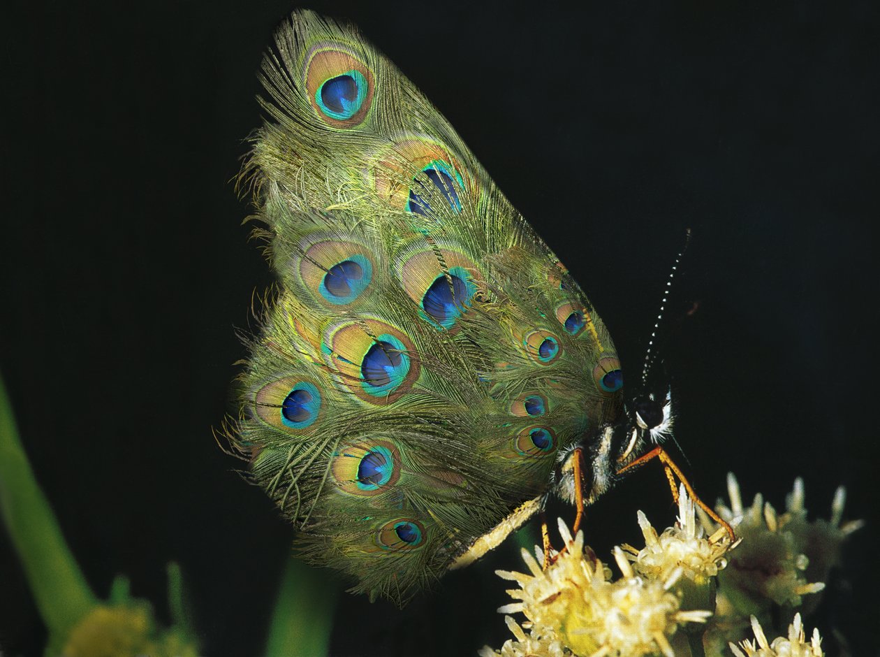 Mariposas y flores, 2004 (Dura transparencia y caja de luz) de Mat Collishaw