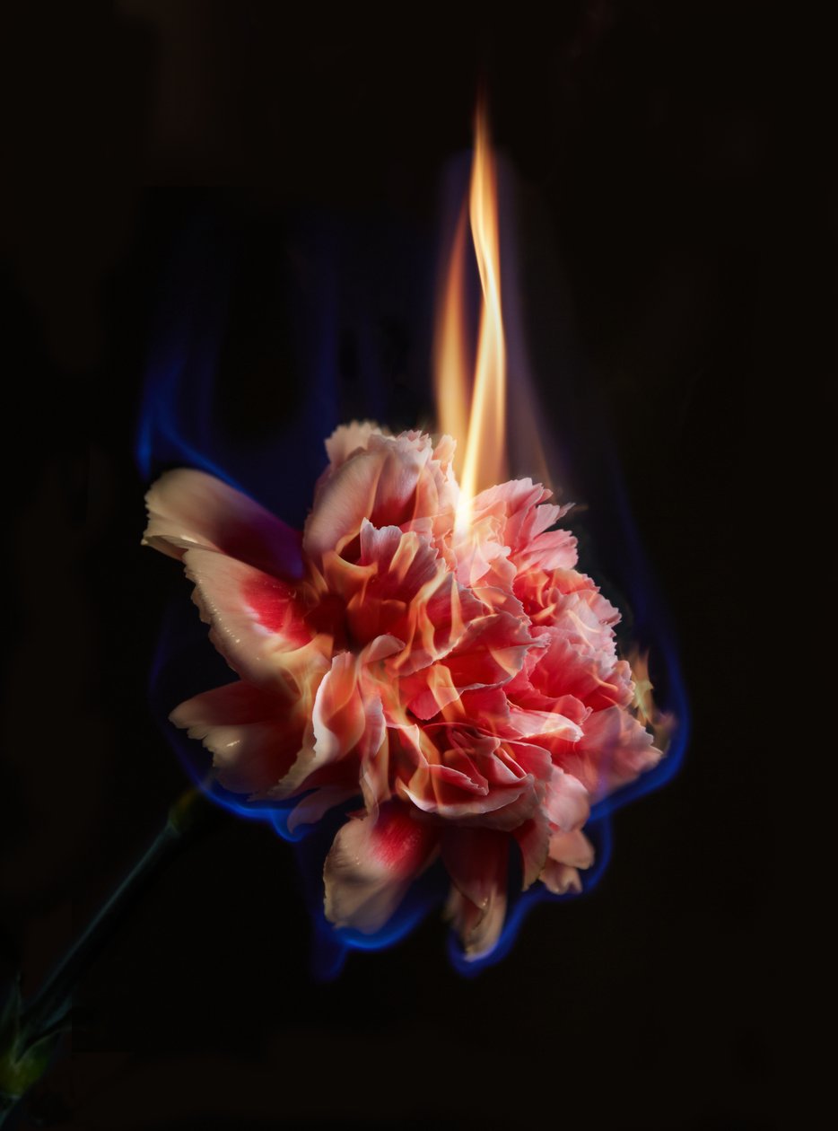 Efigie, 2013 (fotografía tipo C) de Mat Collishaw