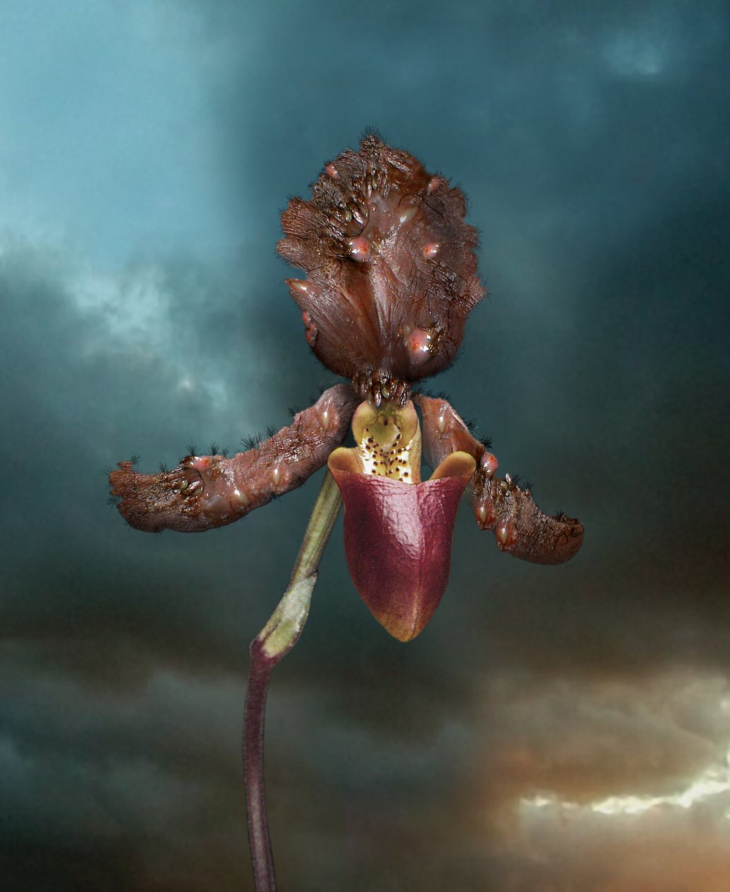 Flores infecciosas, Orquídea 2, 2005 (impresión tipo C) de Mat Collishaw