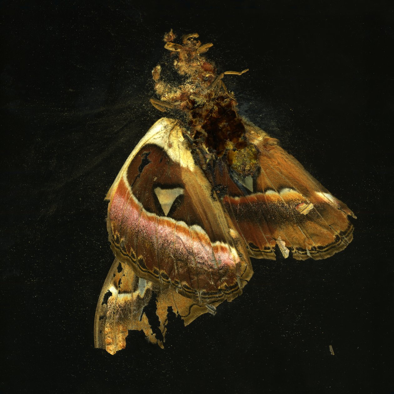 Insecticida 11, 2006 (fotografía tipo C) de Mat Collishaw