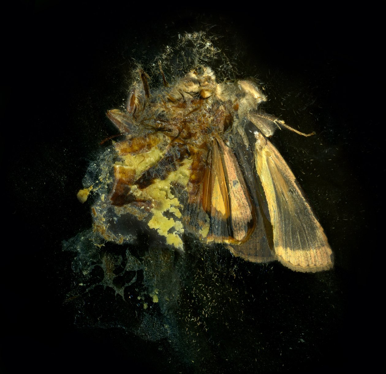 Insecticida 12, 2006 (fotografía tipo C) de Mat Collishaw