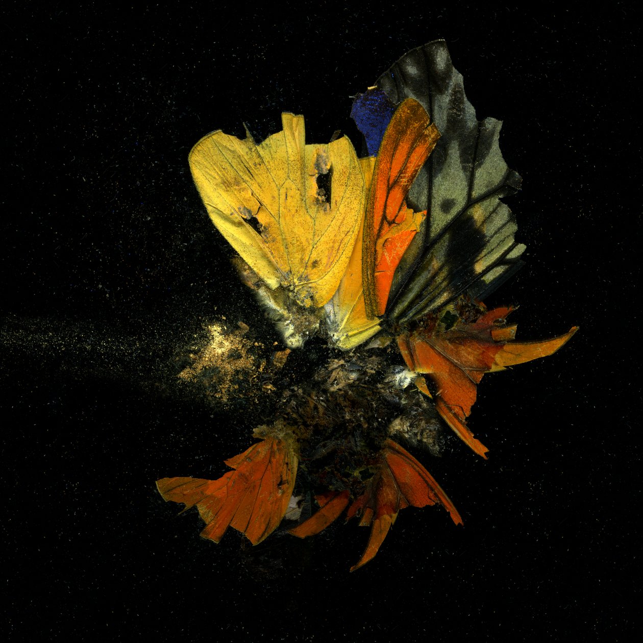 Insecticida 13, 2009 (fotografía tipo C) de Mat Collishaw