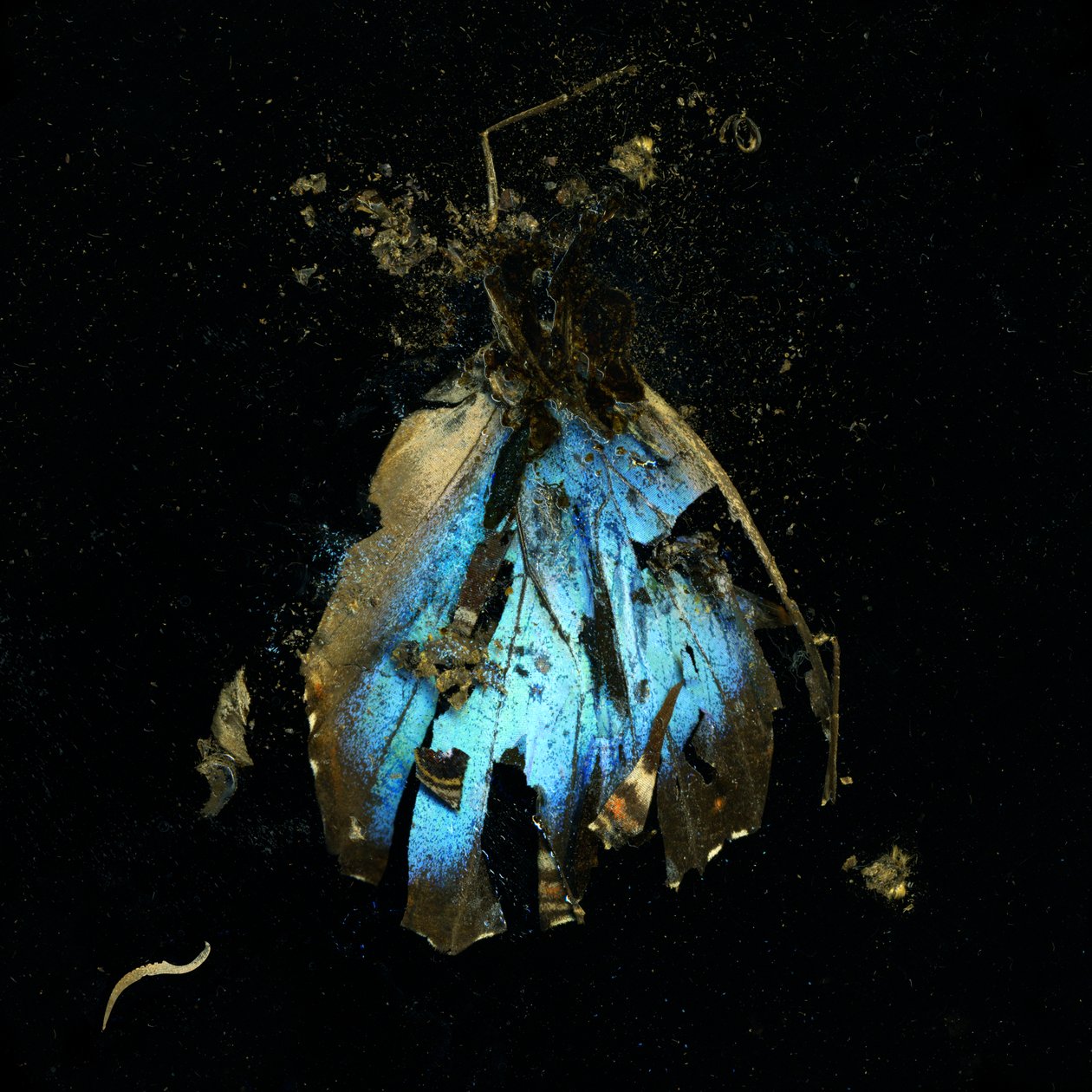 Insecticida 16, 2009 (fotografía tipo C) de Mat Collishaw