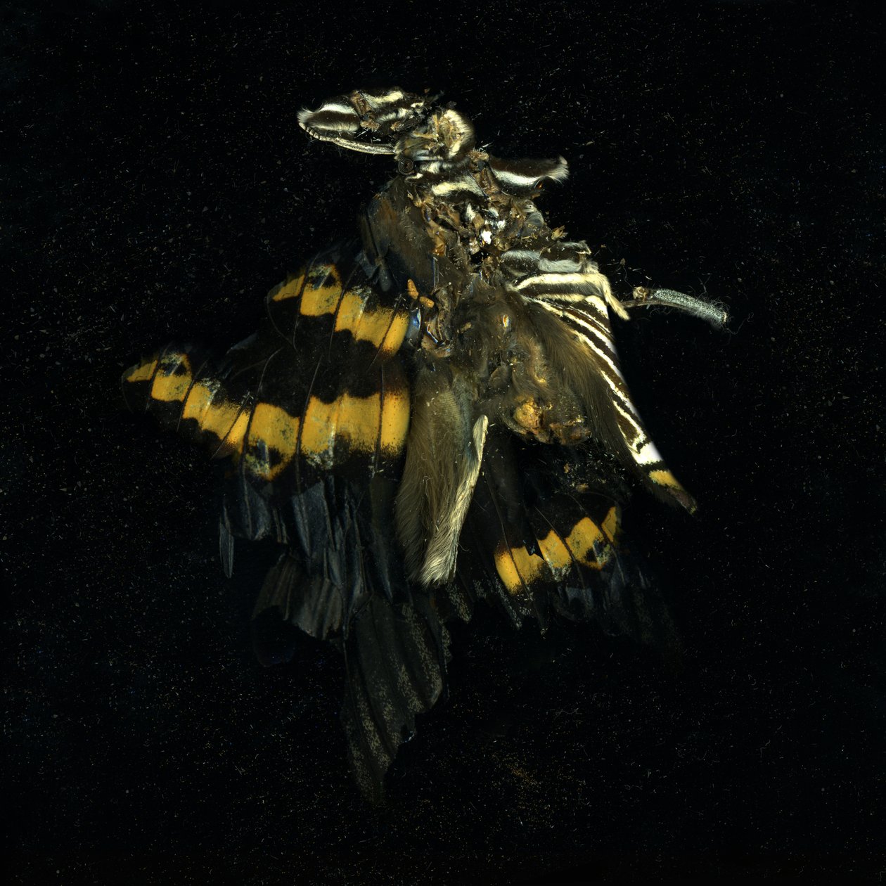 Insecticida 17, 2009 (fotografía tipo C) de Mat Collishaw