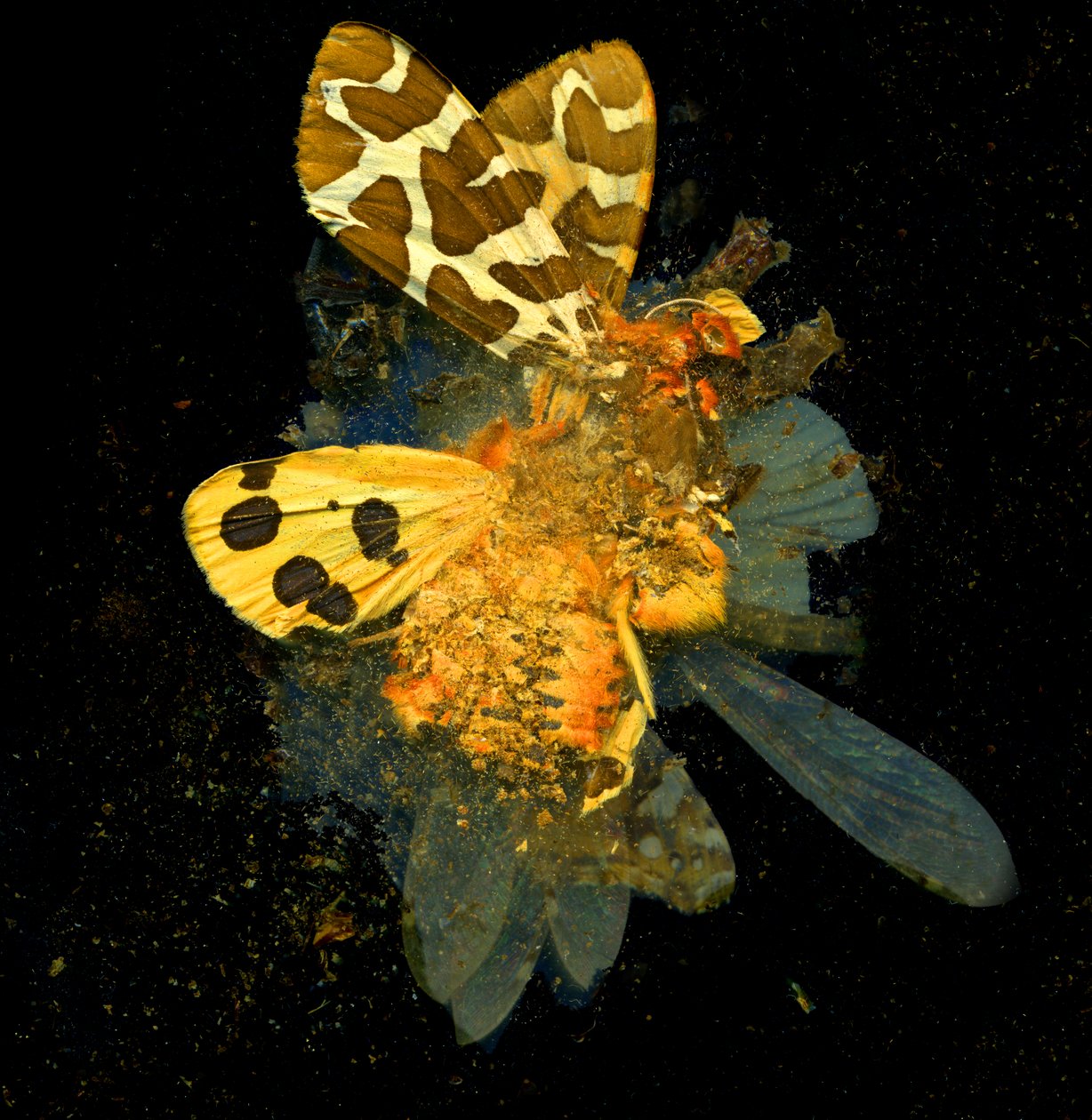 Insecticida 24, 2008 (fotografía tipo C) de Mat Collishaw